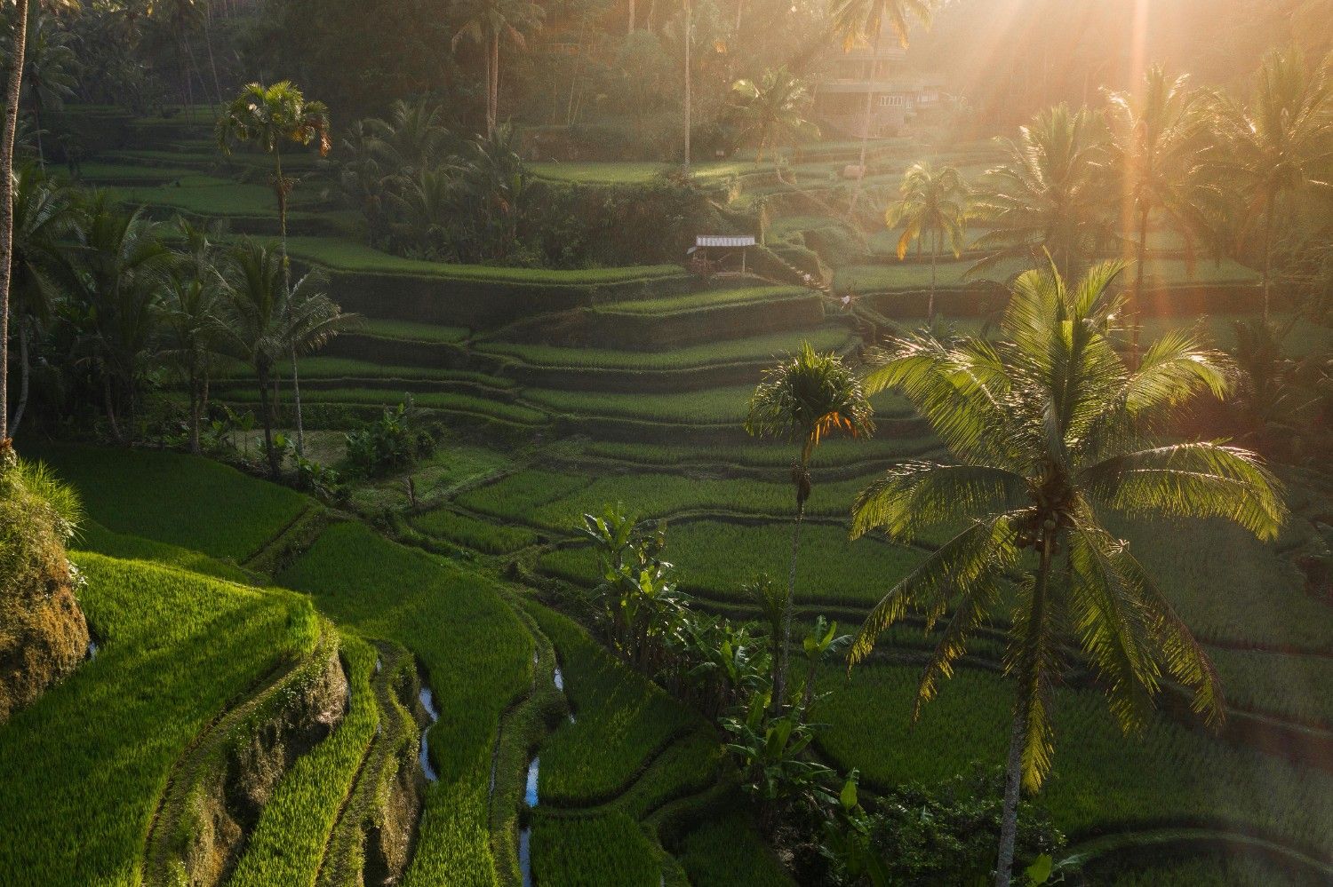 Ubud Rice Terraces