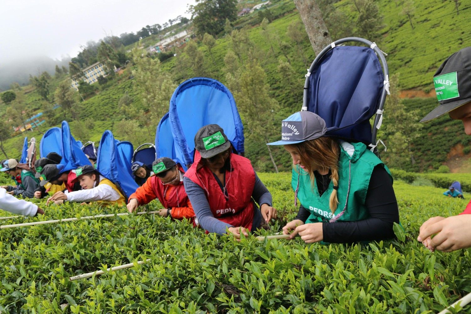 Nuwara Eliya Tea Country